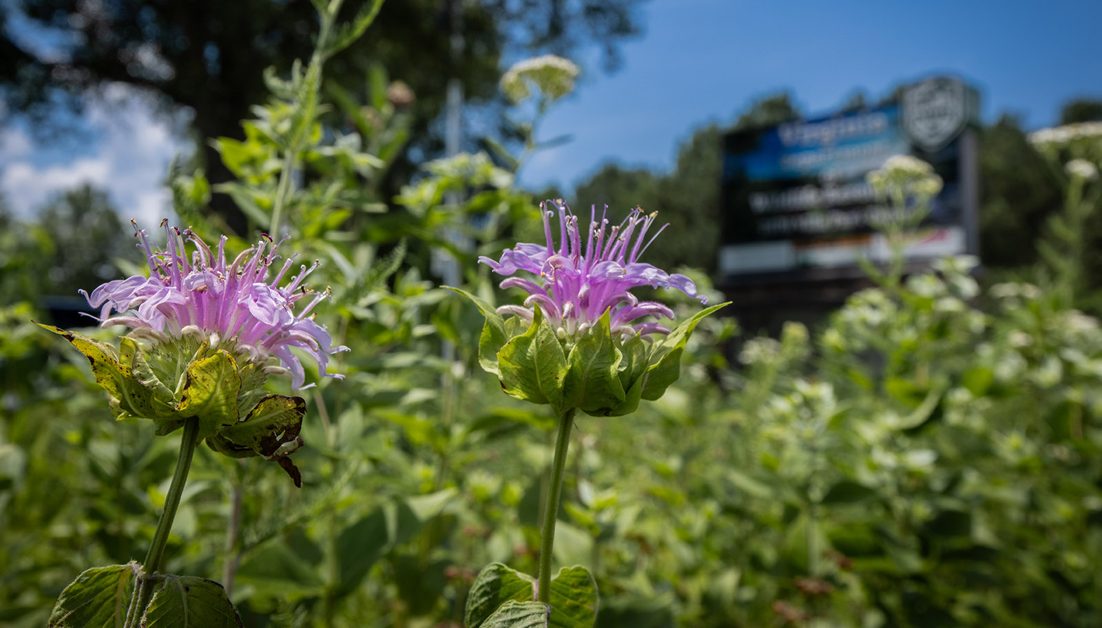 Gros plan sur une fleur violette avec, en arrière-plan, le panneau du siège de la DWR.