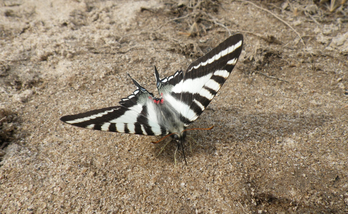 Une photo d'un papillon noir et blanc sur un sol nu.