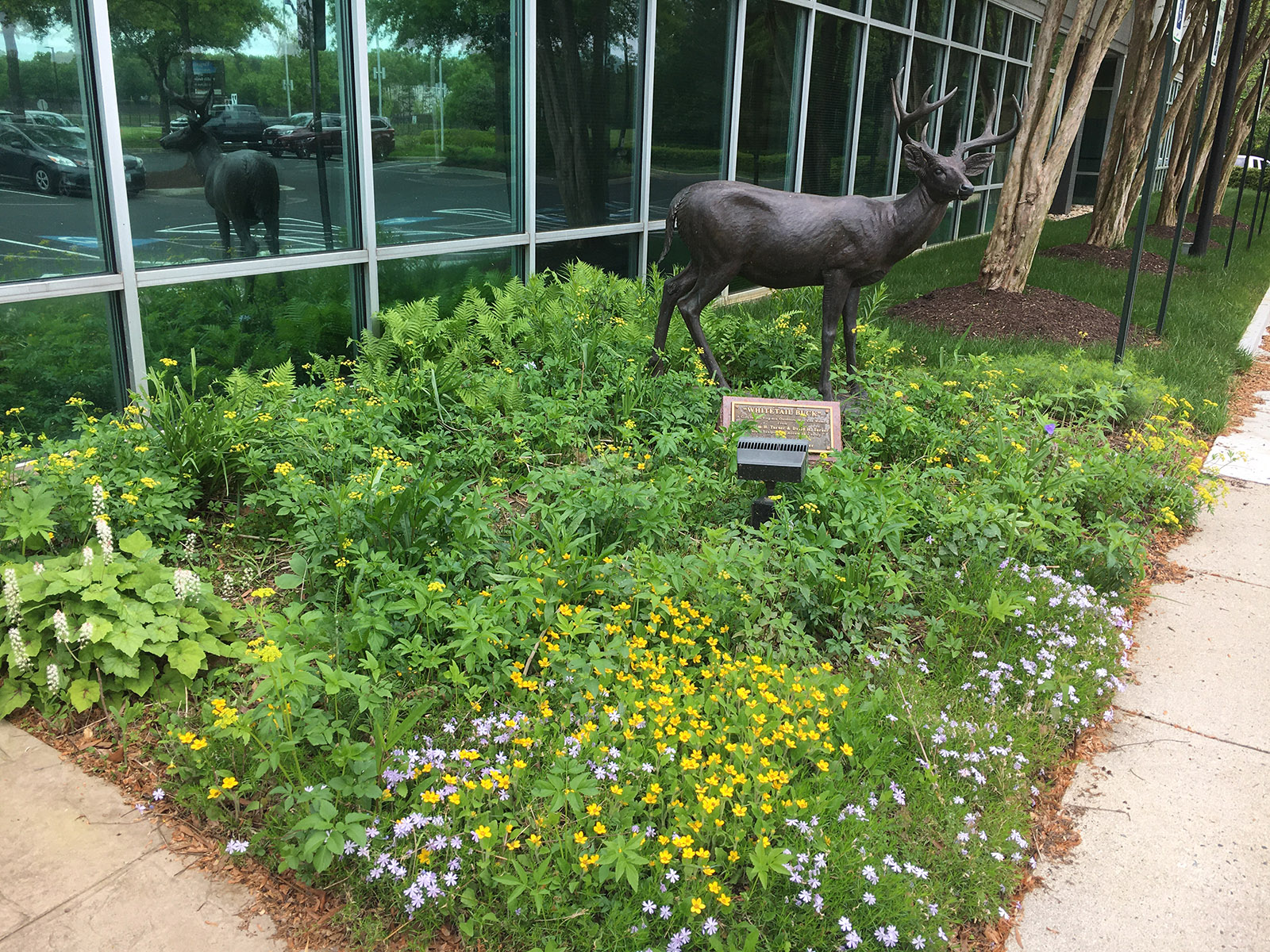 Photo de la porte d'entrée du siège du DWR avec un jardin fleuri entourant une statue de cerf en bronze. 