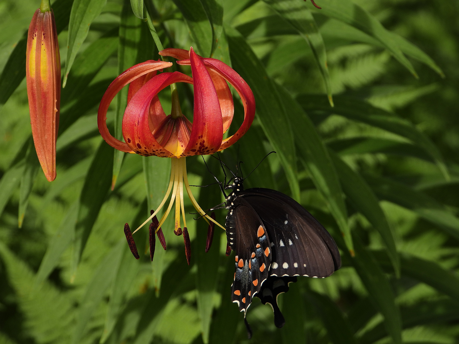 Photo d'un papillon noir s'abreuvant à une fleur de lys.