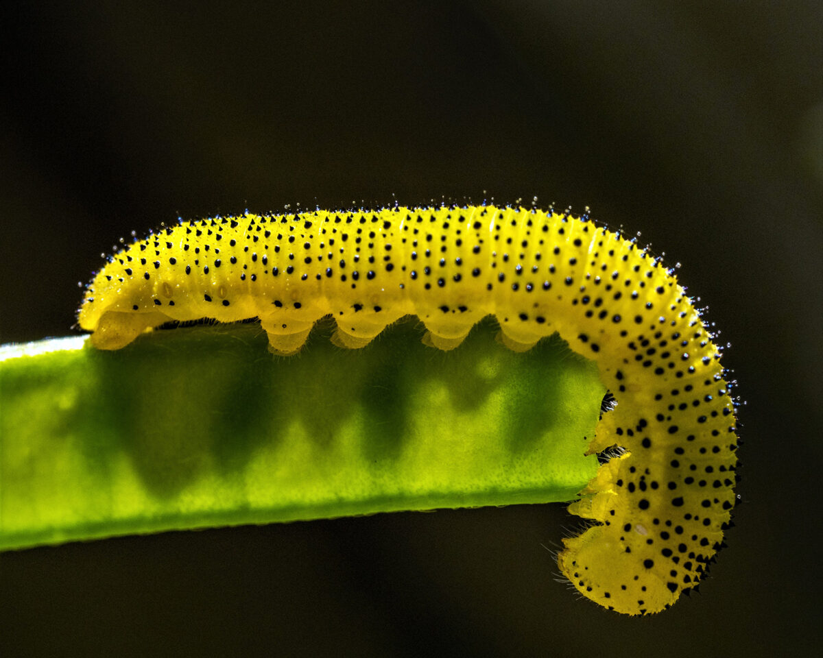 Photo en gros plan d'une chenille jaune avec des points noirs sur une feuille verte.