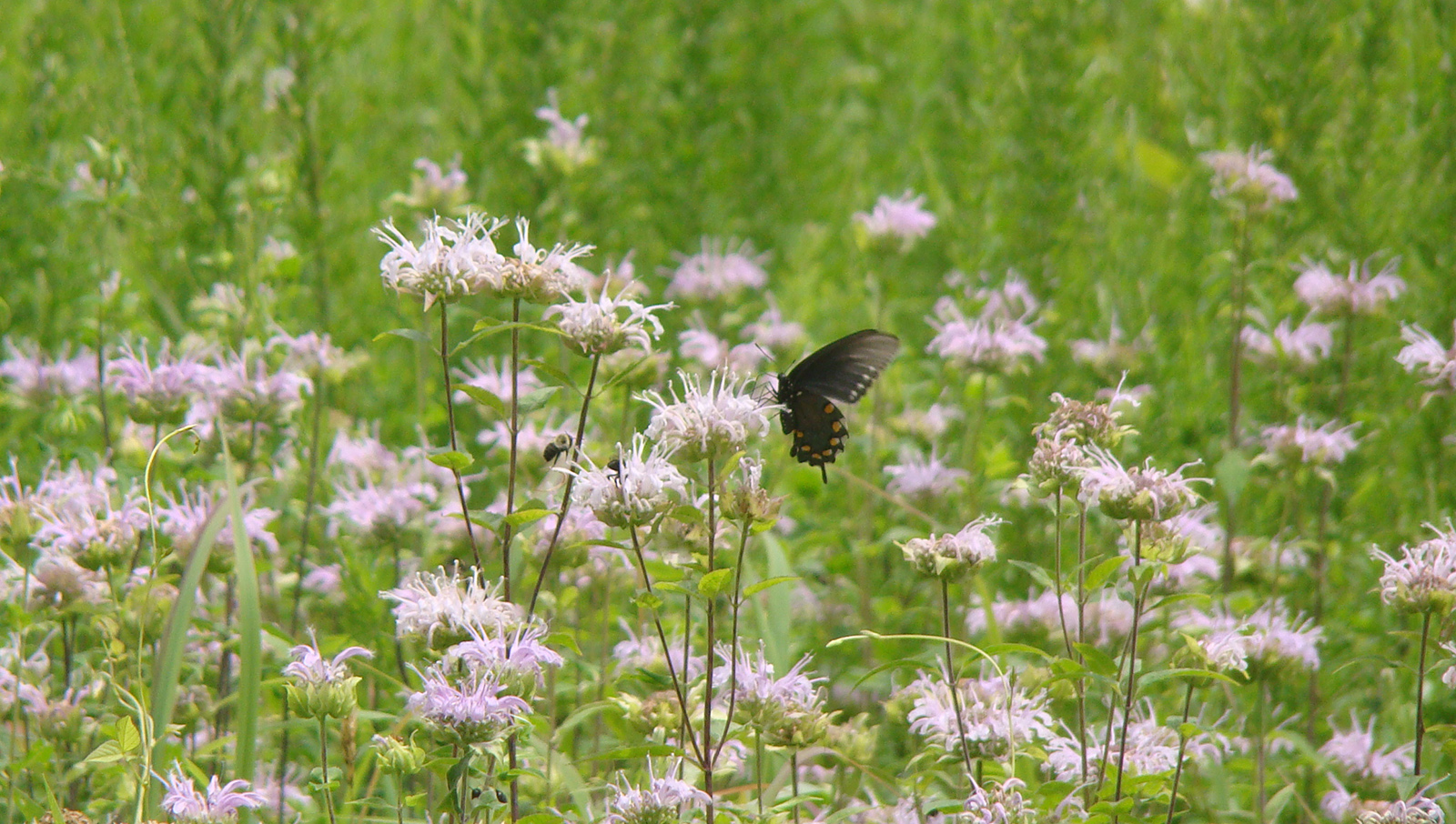 Photo d'un papillon noir perché parmi une grappe de plantes à fleurs.