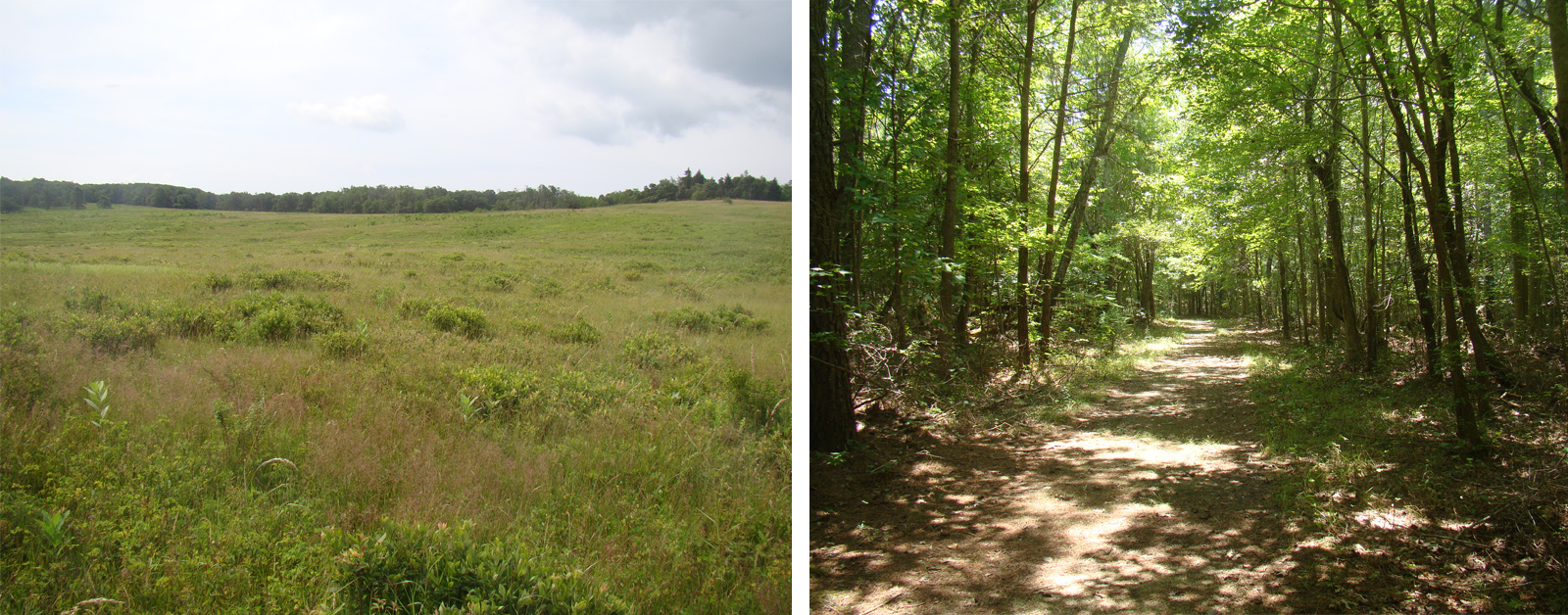 Deux photos côte à côte, avec à gauche une image d'une prairie verdoyante et à droite un chemin ombragé dans une forêt.