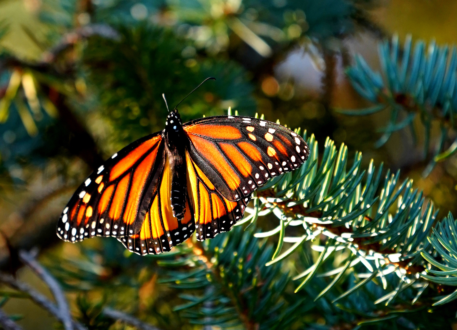Photo en gros plan de la lumière du soleil frappant les ailes d'un papillon orange et noir perché sur une branche de conifère.