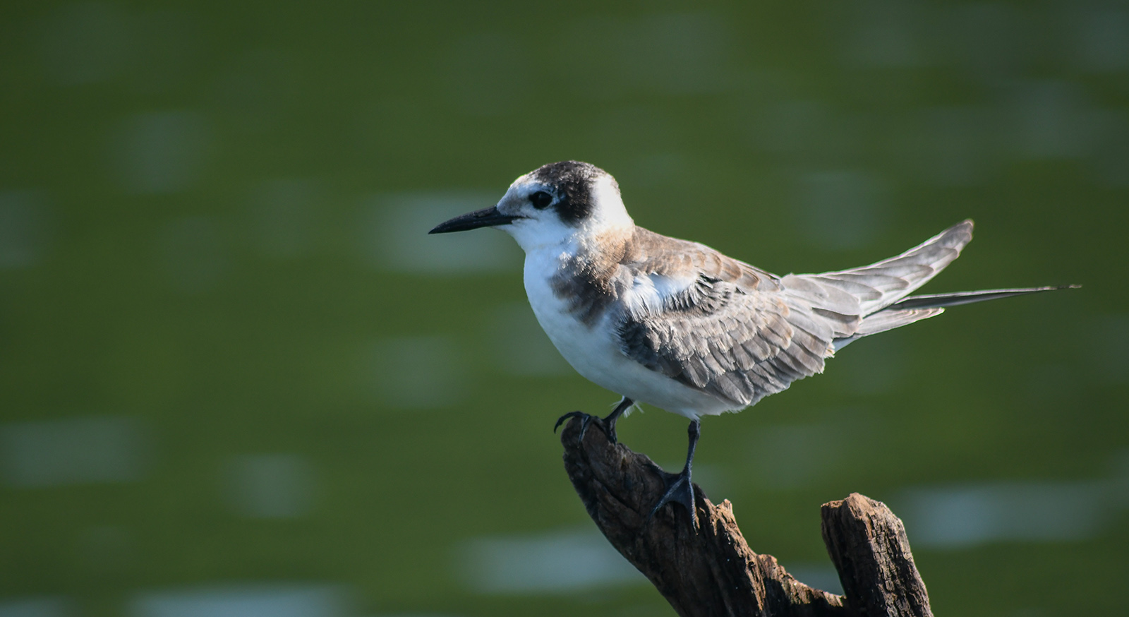 Une photographie d'un oiseau brun et blanc perché sur une bûche devant l'eau.