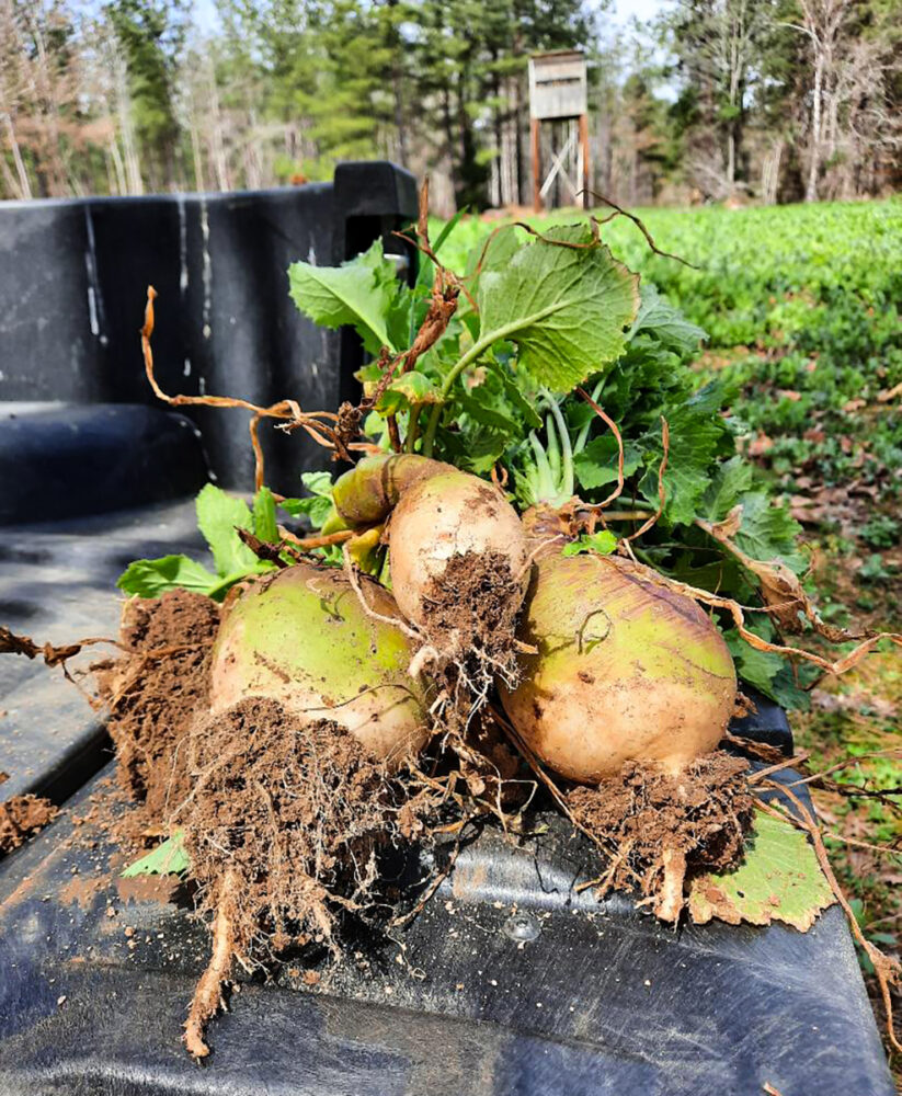 Image de trois navets sur une bâche devant un potager
