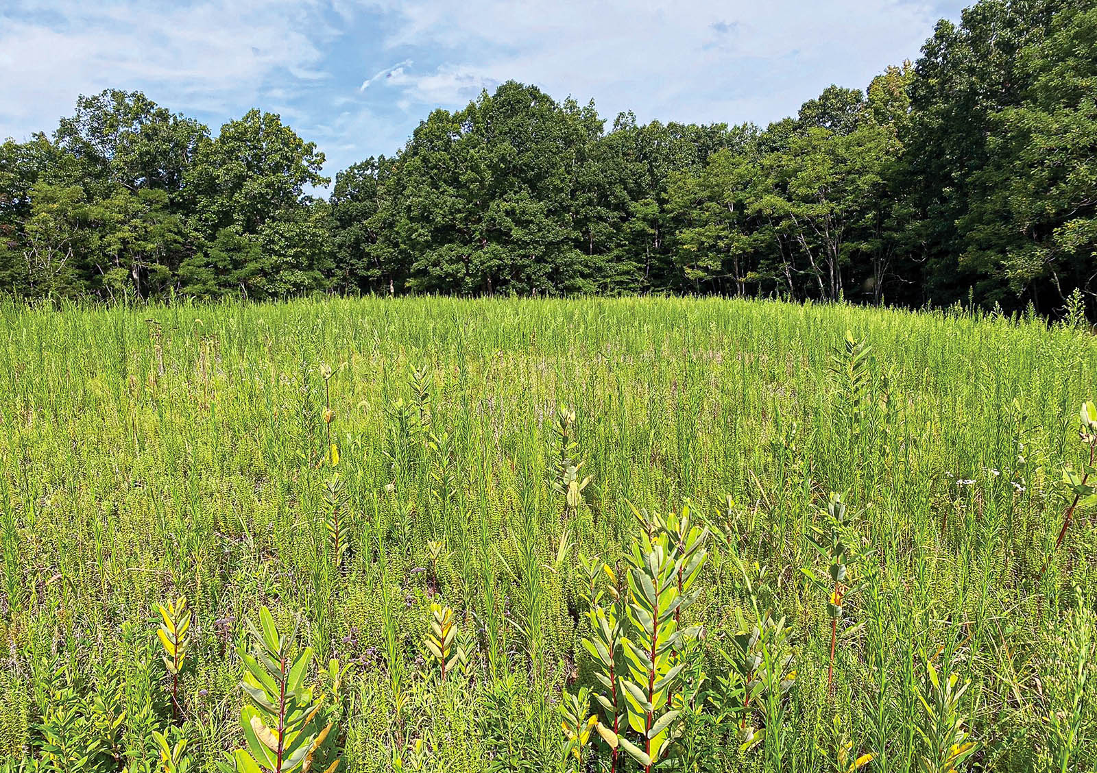 Une photo d'un champ ouvert couvert d'herbes hautes.