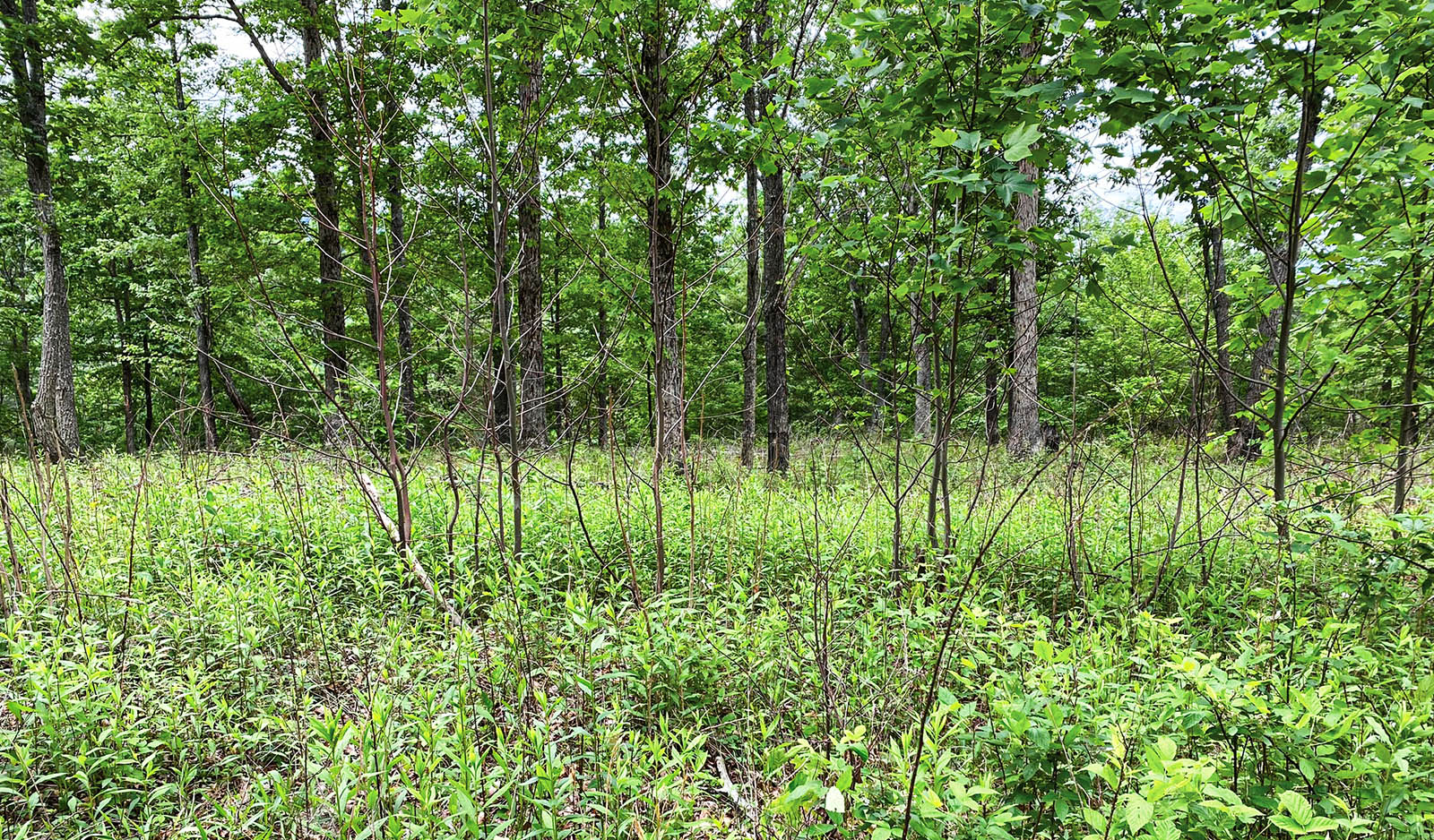 Une photo d'une forêt avec une canopée ouverte.