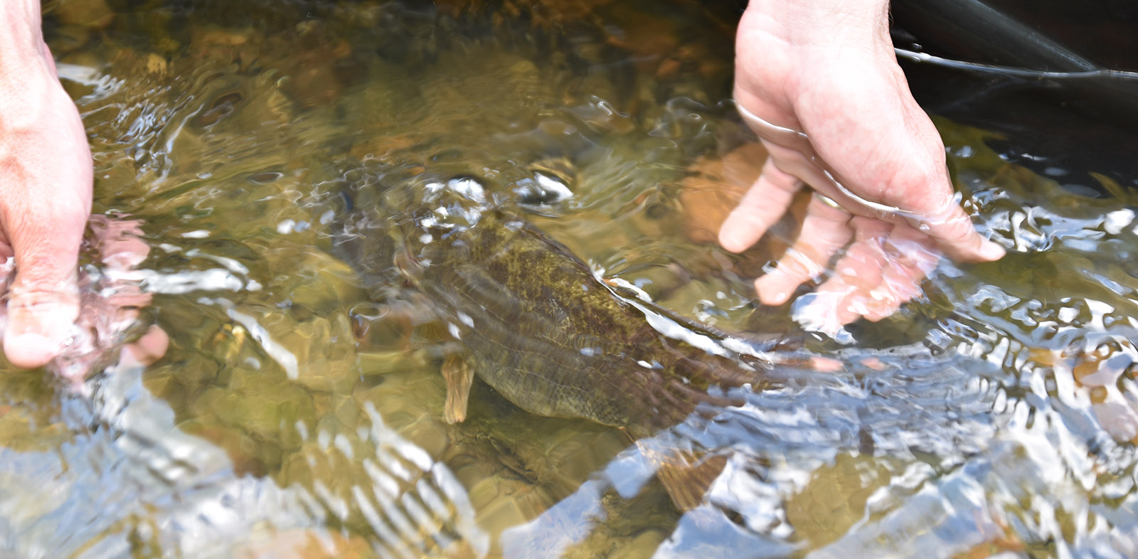Une photo de deux mains en eau peu profonde avec un achigan à petite bouche nageant loin des mains.