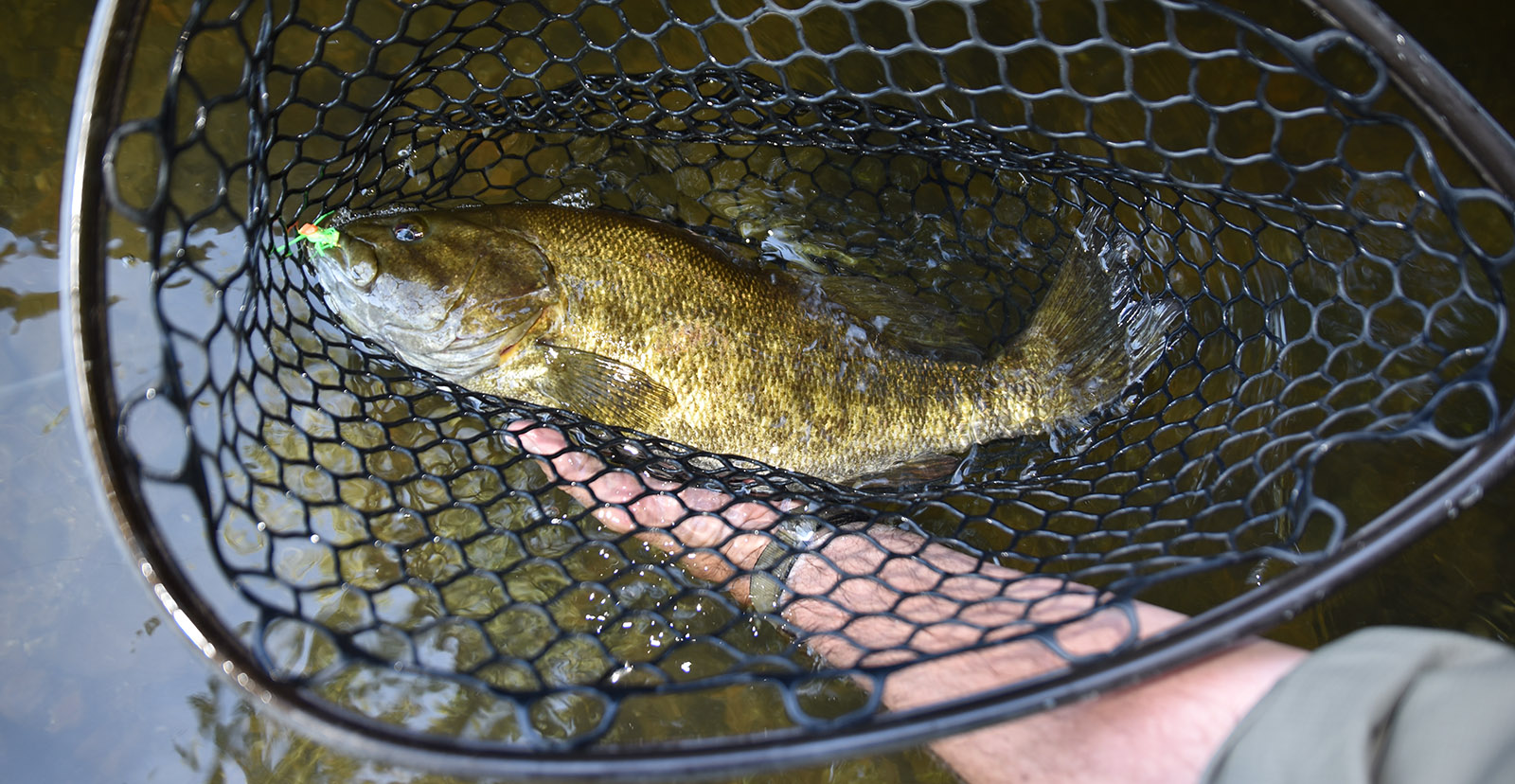 Photo en gros plan d'un grand achigan à petite bouche tenu par une main et dans un filet à la surface de l'eau.