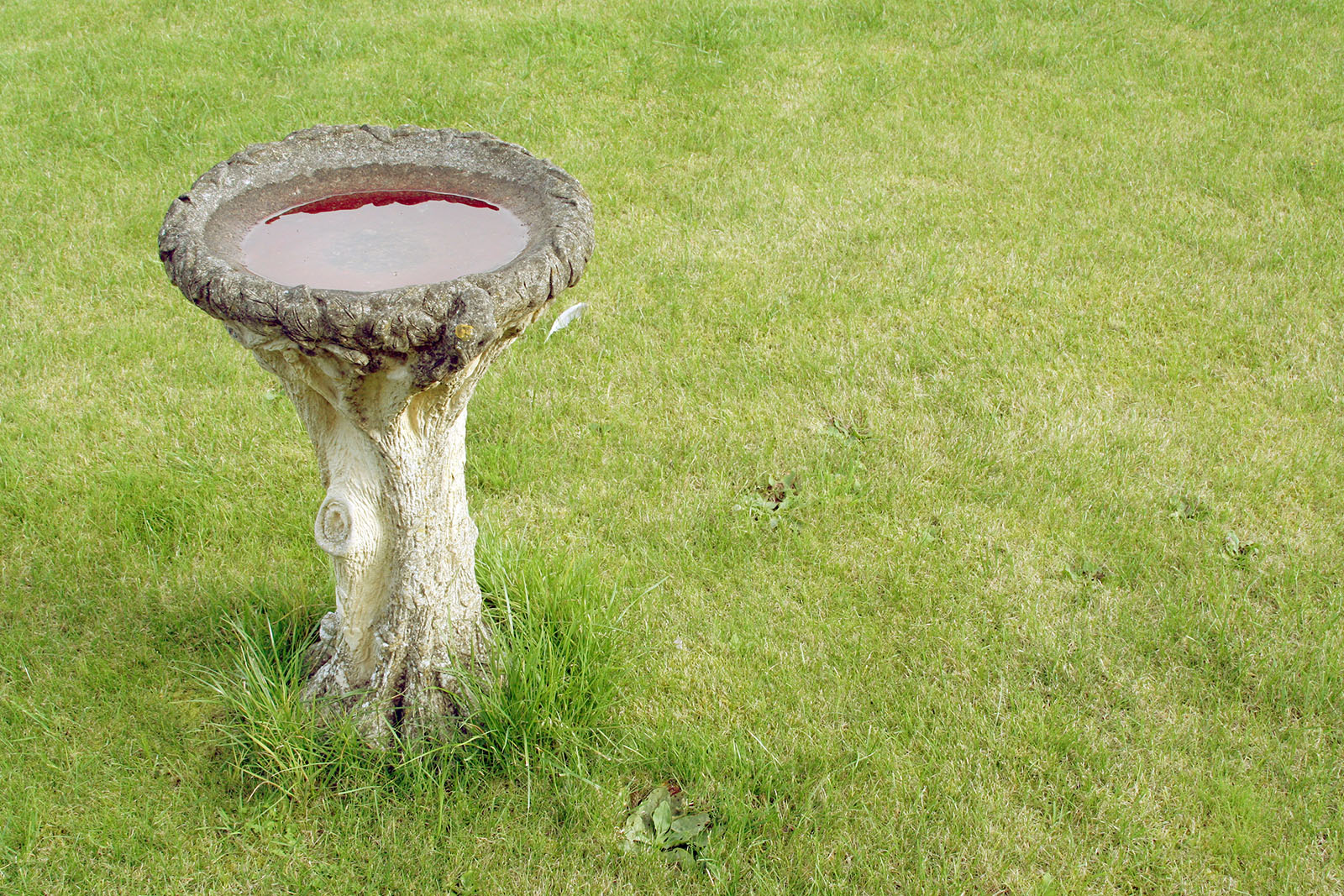 Une photo d'un bain d'oiseaux en ciment rempli d'eau au milieu d'une grande étendue d'herbe.