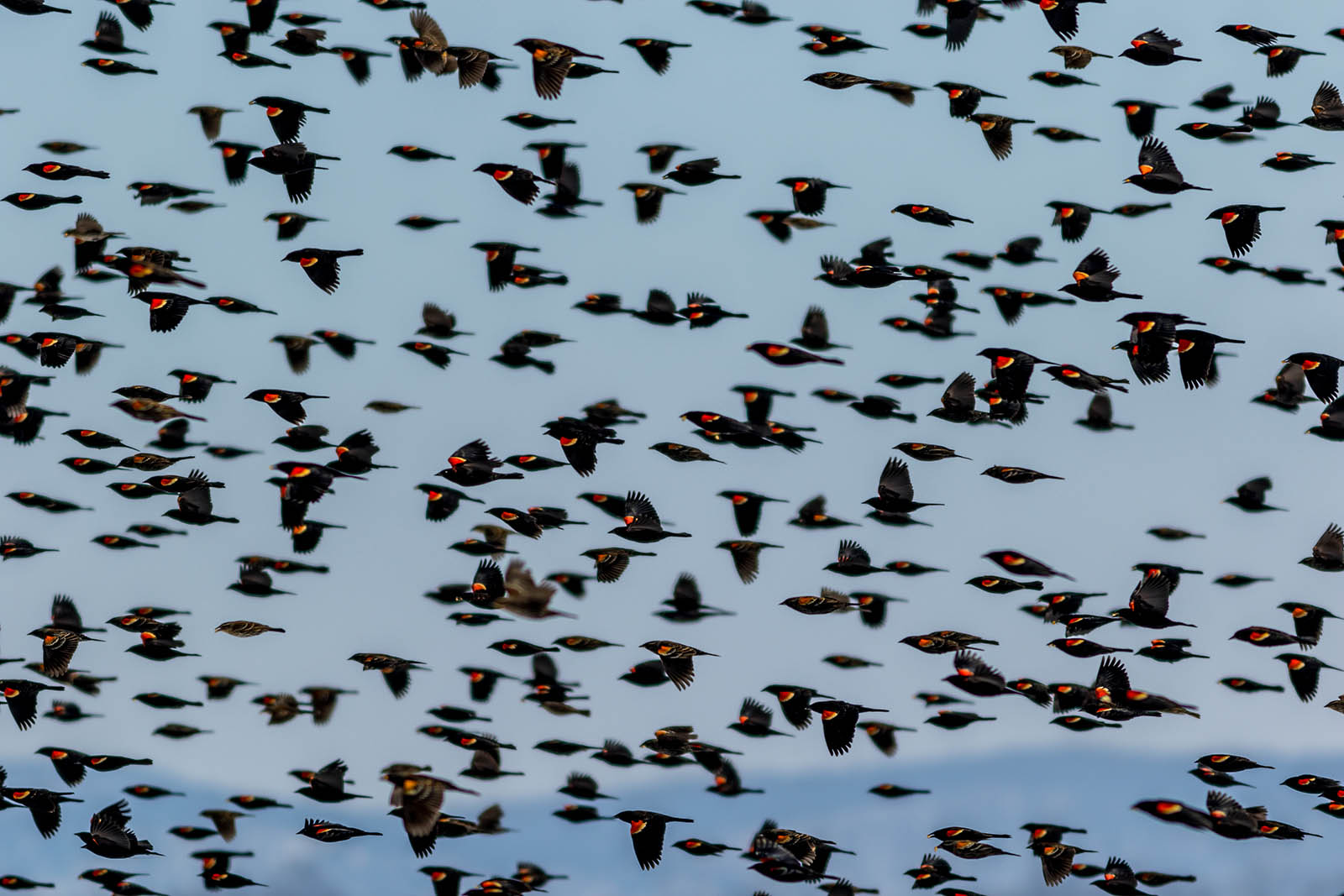 Oiseaux noirs avec des taches rouges et crème sur les ailes volant en grand groupe