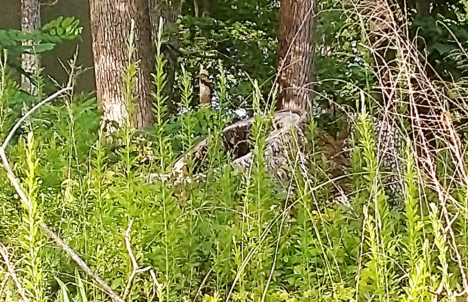 Image d'une bande de terre près d'un plan d'eau, parsemée d'arbres et de feuillages.