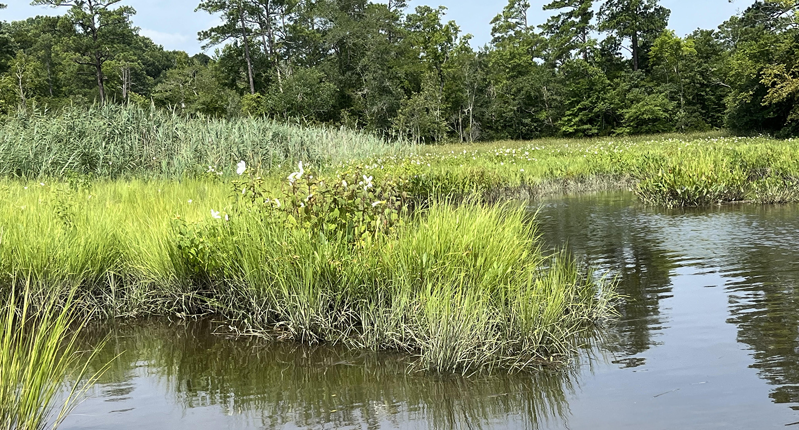 Une photo d'herbes de marais avec des fleurs blanches qui poussent hors de l'eau.