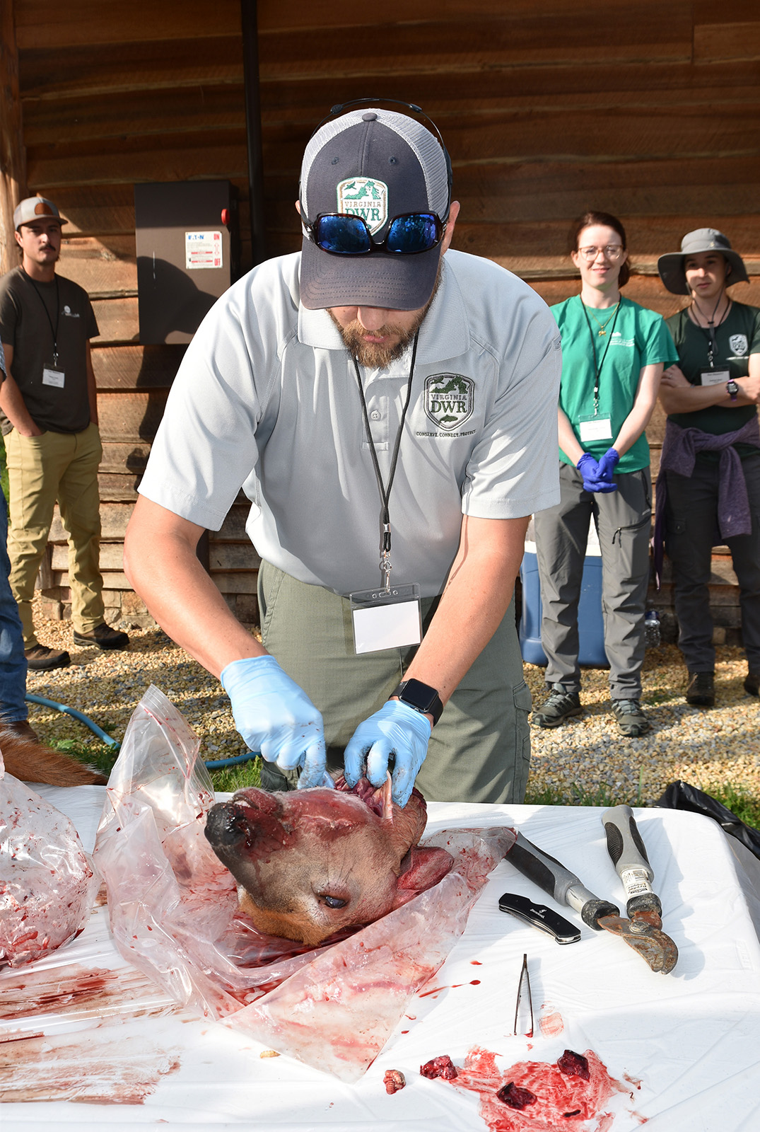Une photo d'un homme en uniforme du DWR pratiquant une incision dans la gorge d'un cerf mort.