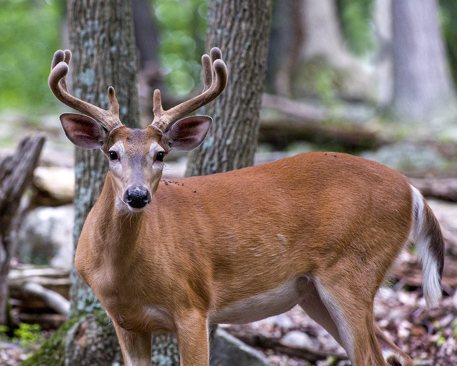 Une photo d'un mâle avec un pelage très rouge et du velours sur ses bois, debout dans les bois.
