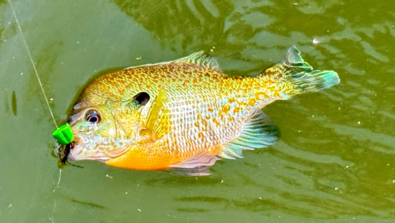 Photo d'un petit poisson avec une mouche et une ligne dans la bouche, reposant à la surface de l'eau.