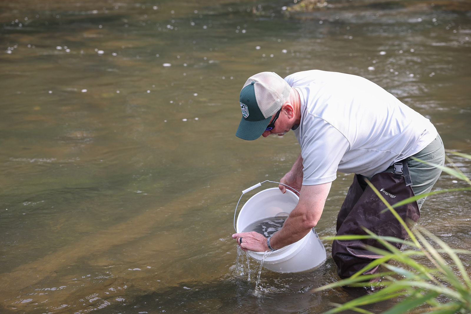 Une photo d'un employé du DWR plongé jusqu'aux genoux dans une rivière, tenant un seau blanc de cinq gallons contenant de l'eau et des petits poissons.