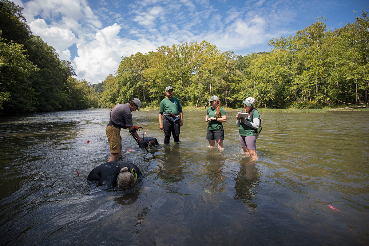 Une image du personnel de l'AWCC plongeant en apnée dans la rivière afin de localiser la zone optimale pour libérer les jeunes moules.