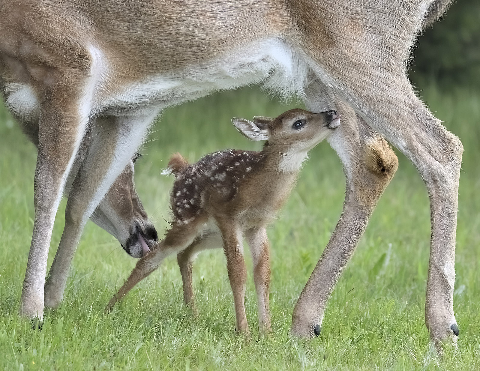 Photo d'un faon de cerf de Virginie nouveau-né qui s'étire pour téter sous le ventre d'une biche.