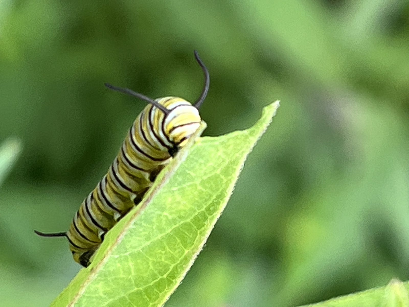Photo d'une chenille grassouillette à rayures jaunes, noires et blanches se nourrissant d'une feuille.