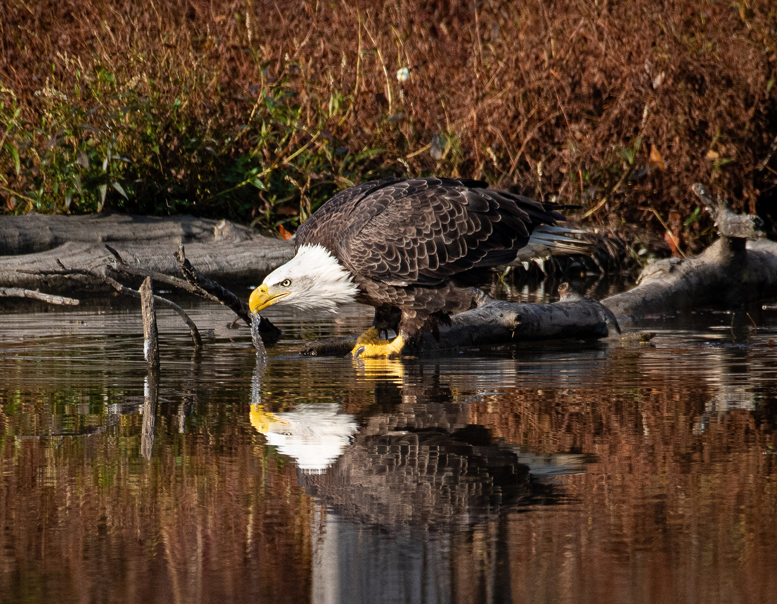 Photo d'un pygargue à tête blanche au bord d'un étang, en train de boire, avec un reflet vif sur l'eau.
