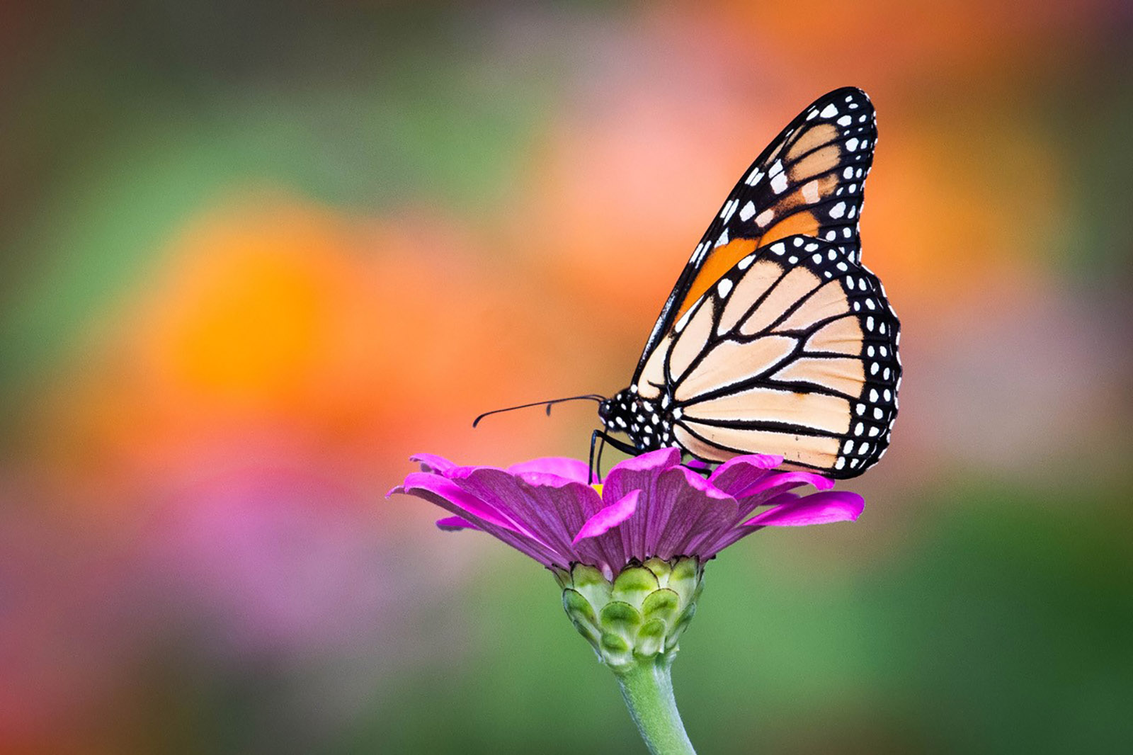Photo d'un papillon orange et noir perché sur une fleur violette.