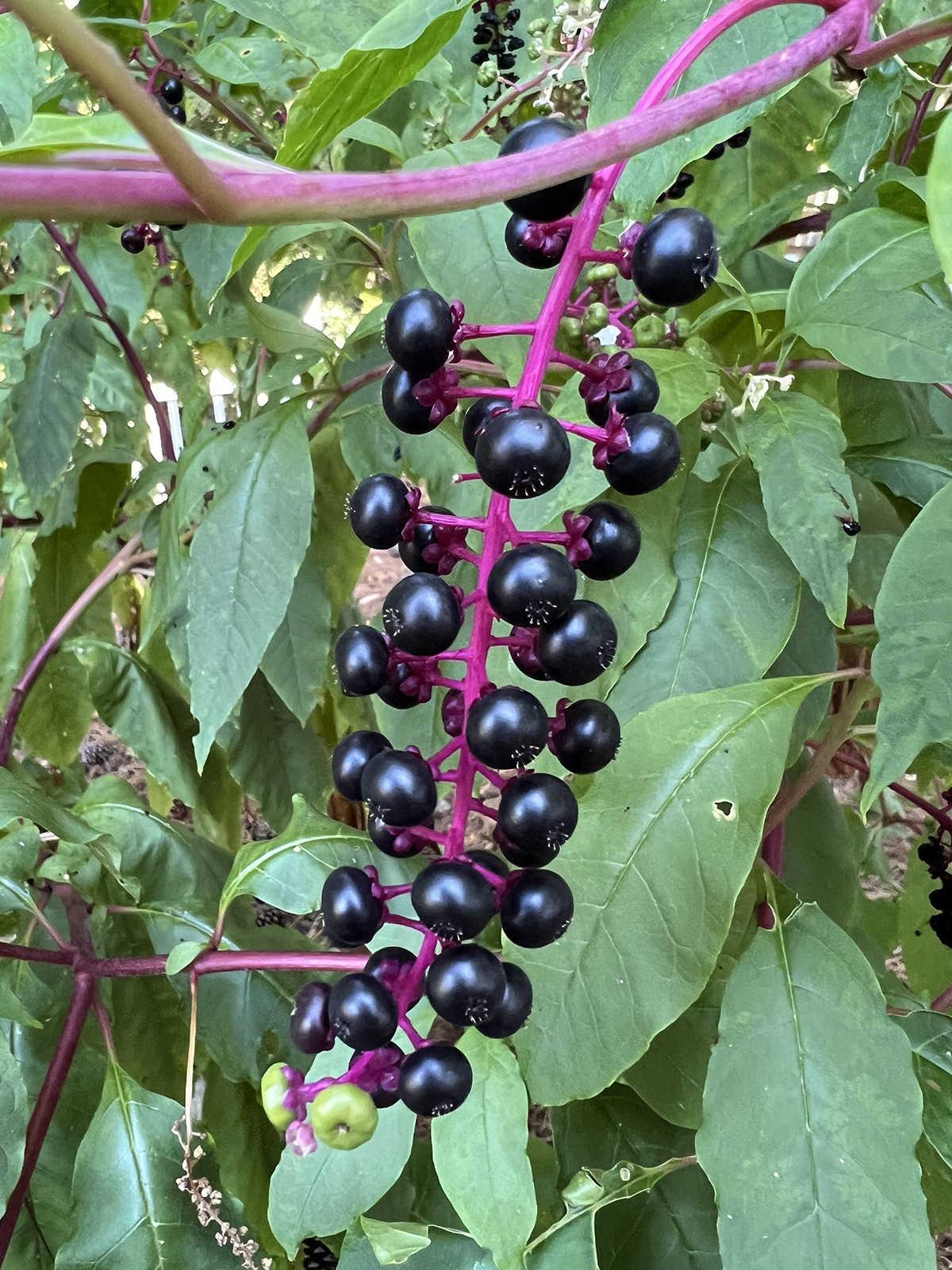 Photo d'une branche de pokeweed avec une tige violette et de grandes baies violettes.