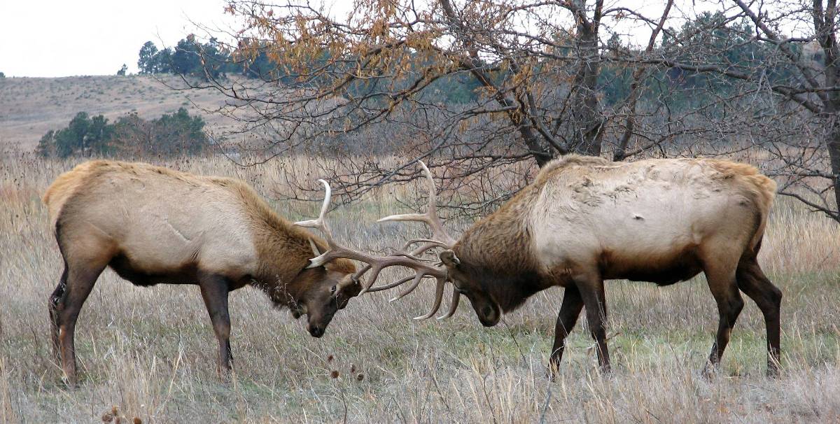 Deux élans mâles aux bois verrouillés