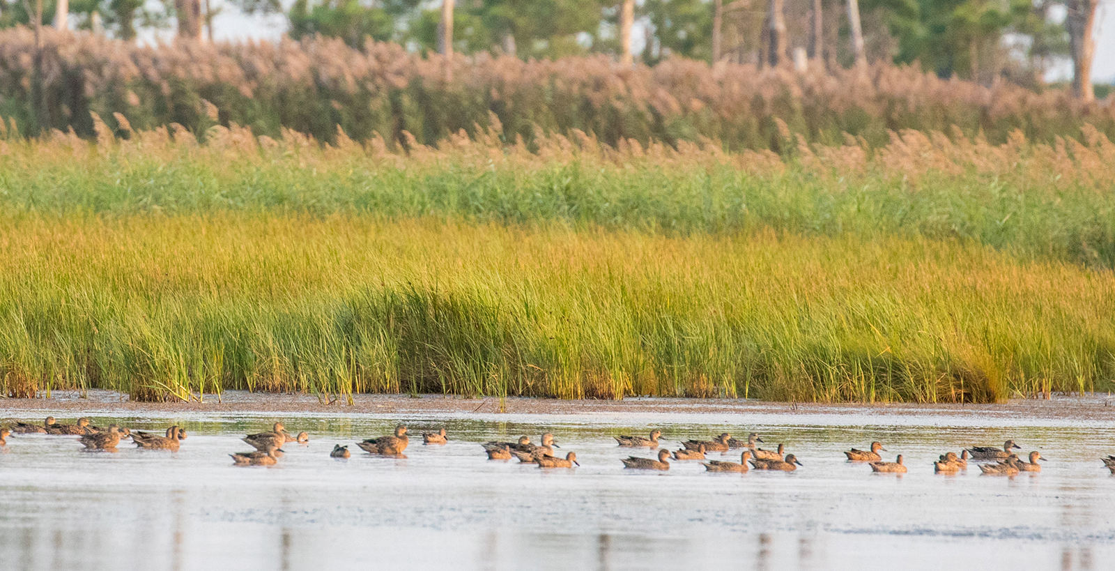 Photo d'une bande de canards flottant sur l'eau devant un marais.