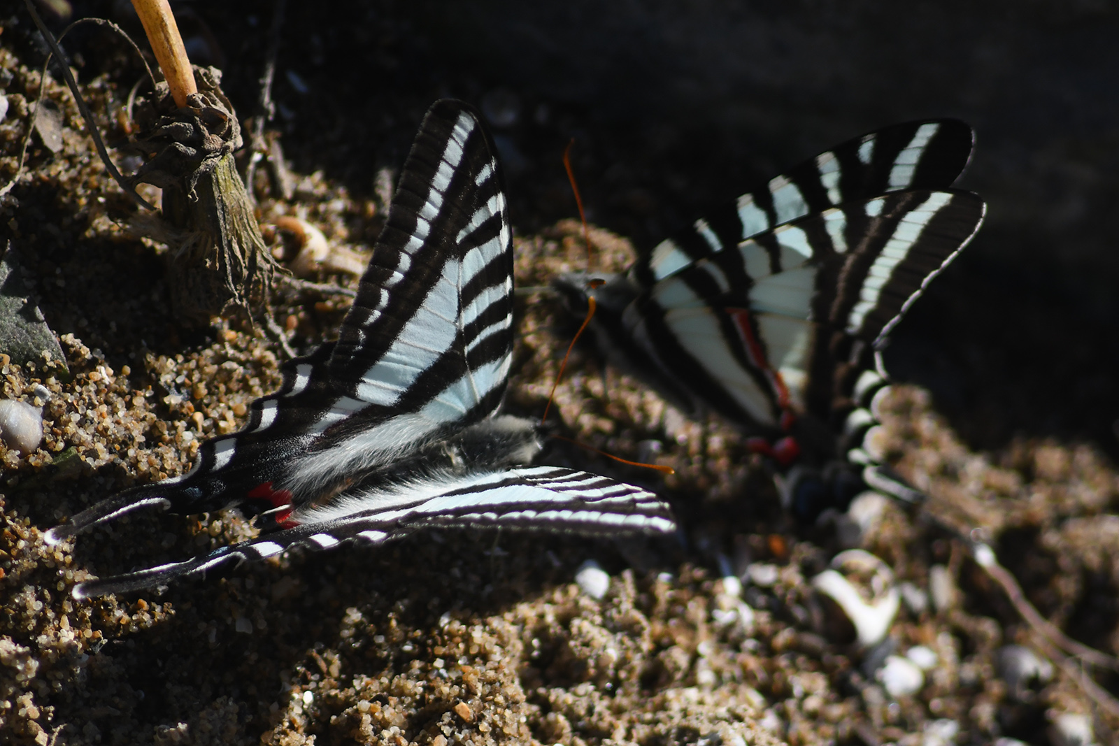 Une photo de deux papillons au sol avec des ailes bleues et blanches avec des taches rouges.