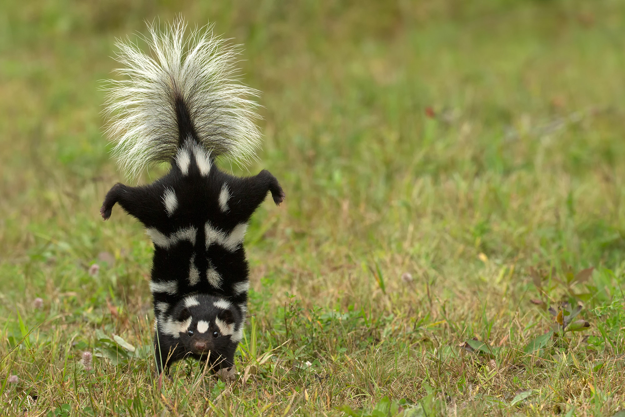 Moufette tachetée debout sur ses pattes avant, avec ses pattes arrière et sa queue en l'air, sur un fond d'herbe.