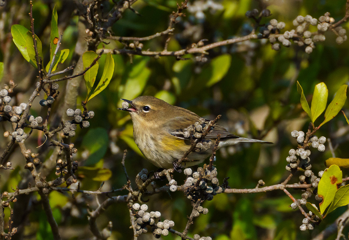 Une fauvette à croupion jaune (myrte) repérée au Kiptopeke State Park.