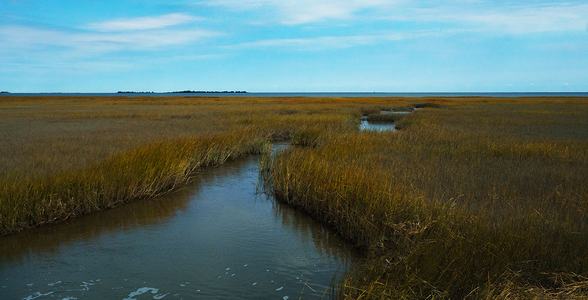 Le marais de la Magothy Bay State Natural Area Preserve.
