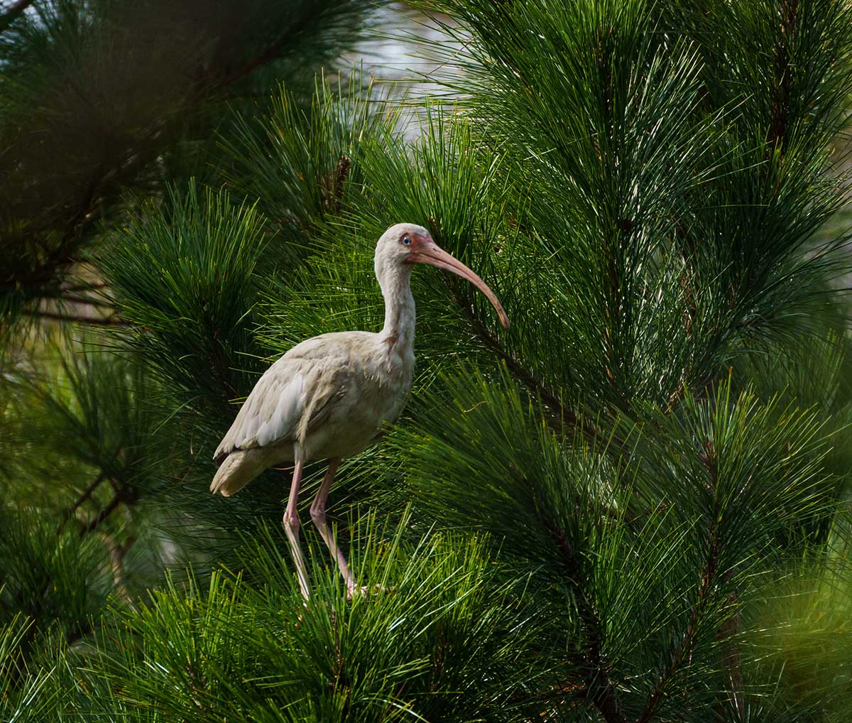 Un ibis blanc dans un pin