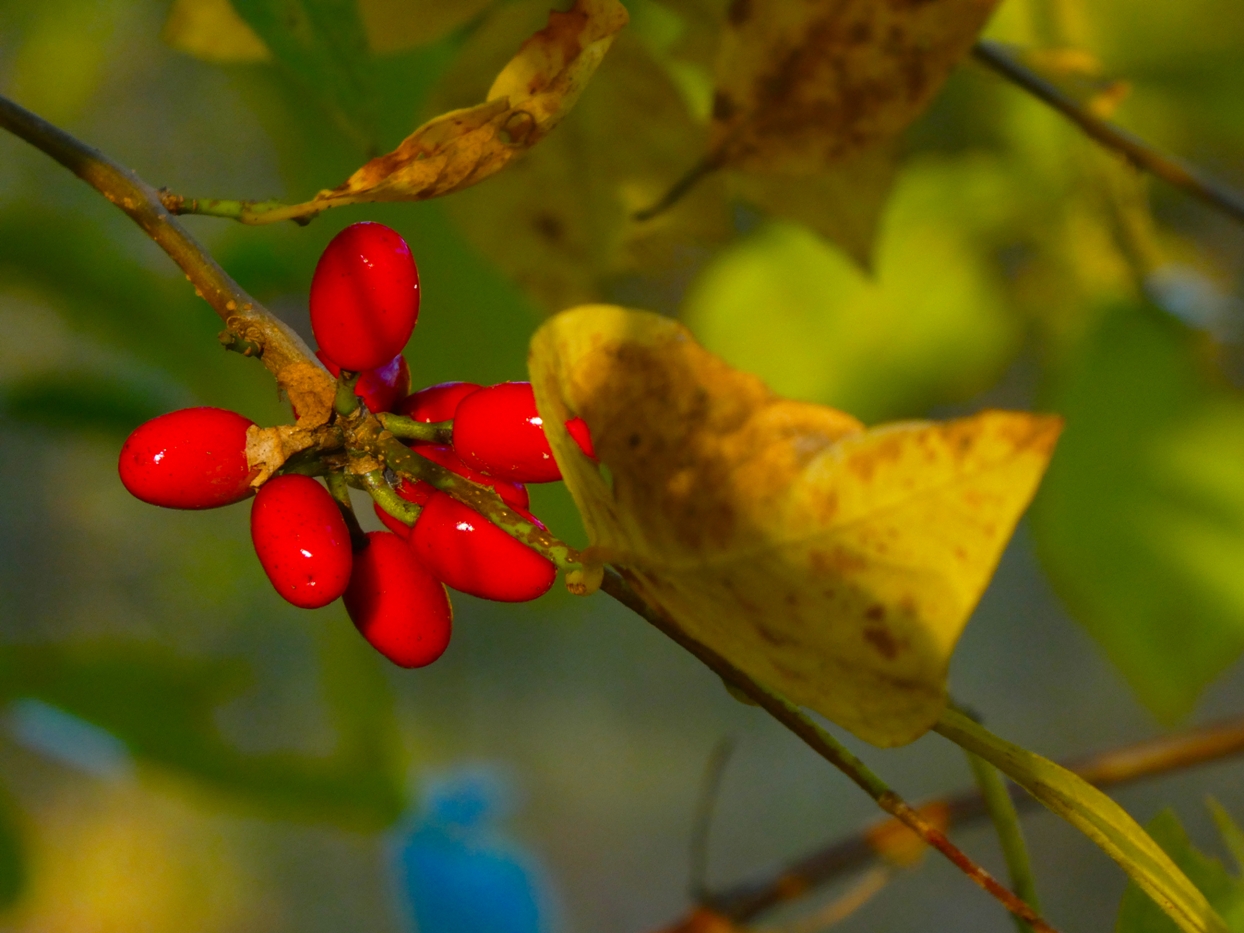 Image des baies d'un épilobe sur le buisson ; les baies sont de forme ovale, rouges et brillantes et les feuilles de ce diagramme sont jaunes et brunes, ce qui suggère la saison automnale.