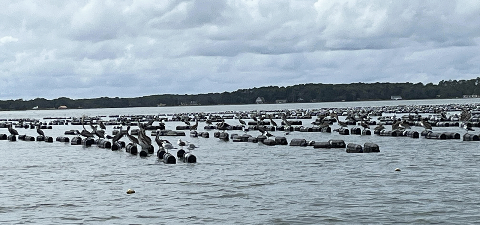 Une photo d'une rivière avec des rangées de cages en plastique flottantes.