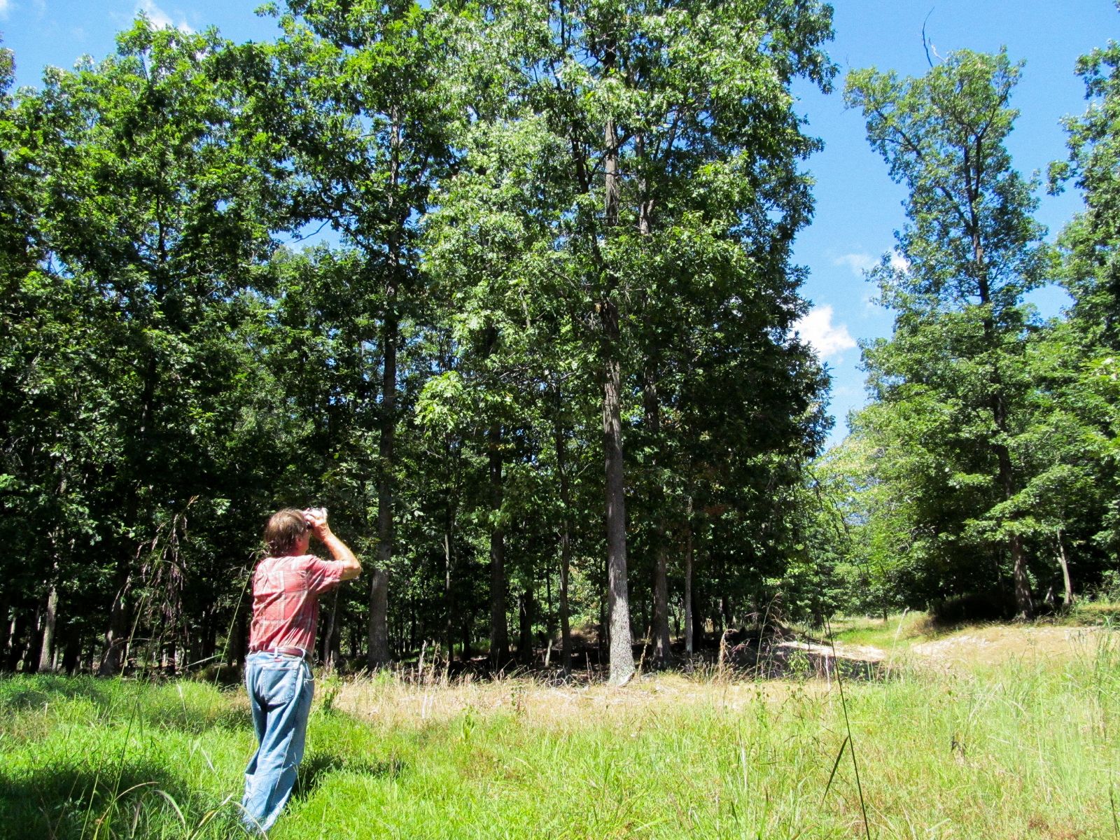 Une photo d'un homme debout à l'orée d'un bois, regardant à travers des jumelles.