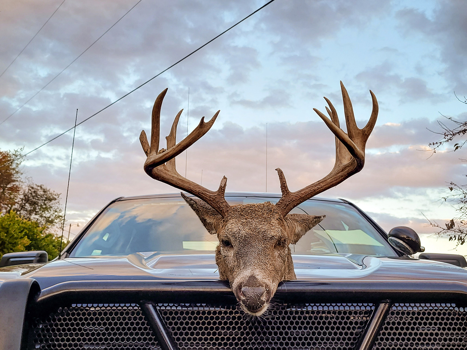 Photo d'une tête désincarnée de cerf avec de grands bois, posée sur le capot d'un camion.