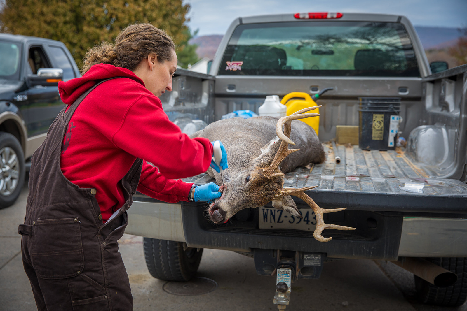 Photo d'une femme travaillant sur un cerf mort à l'arrière d'un camion.