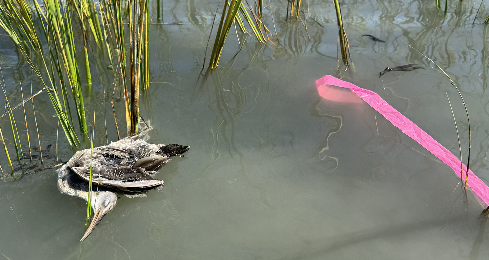 Une photo d'un oiseau mort flottant dans l'eau avec un ruban en plastique rose flottant à côté.