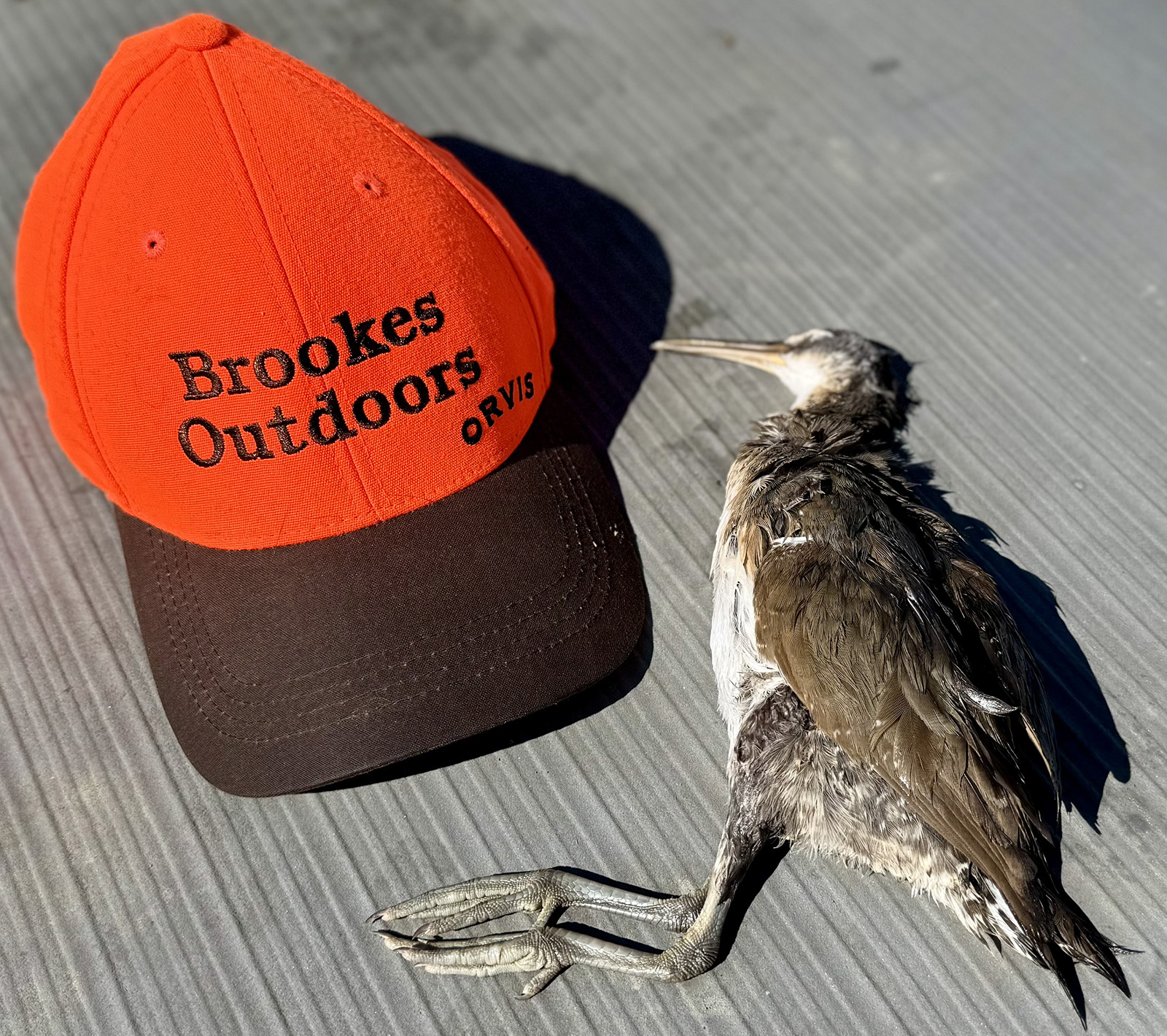 La photo d'un oiseau mort aux plumes brunes, au long bec et aux longues pattes, posé à côté d'une casquette de baseball orange.