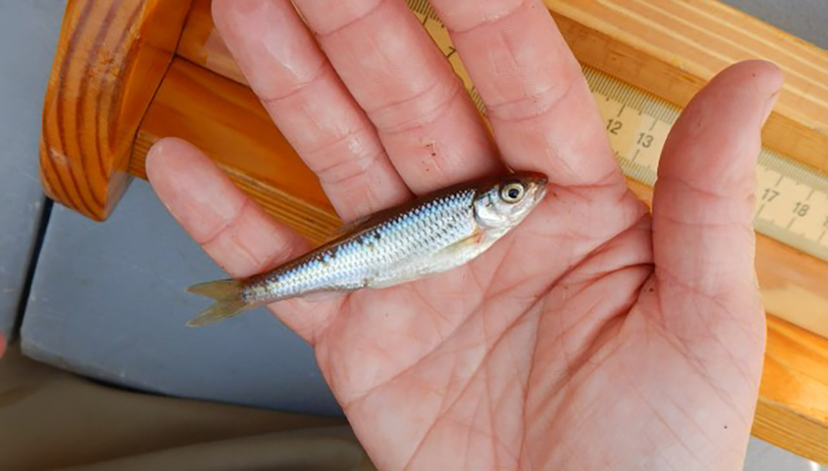L'image d'un homme tenant un petit bouton blanc.