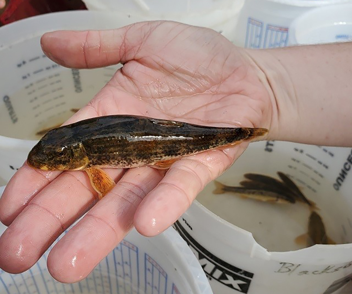 Image d'un homme tenant un Roanoke Hogsucker (suceur de porc)