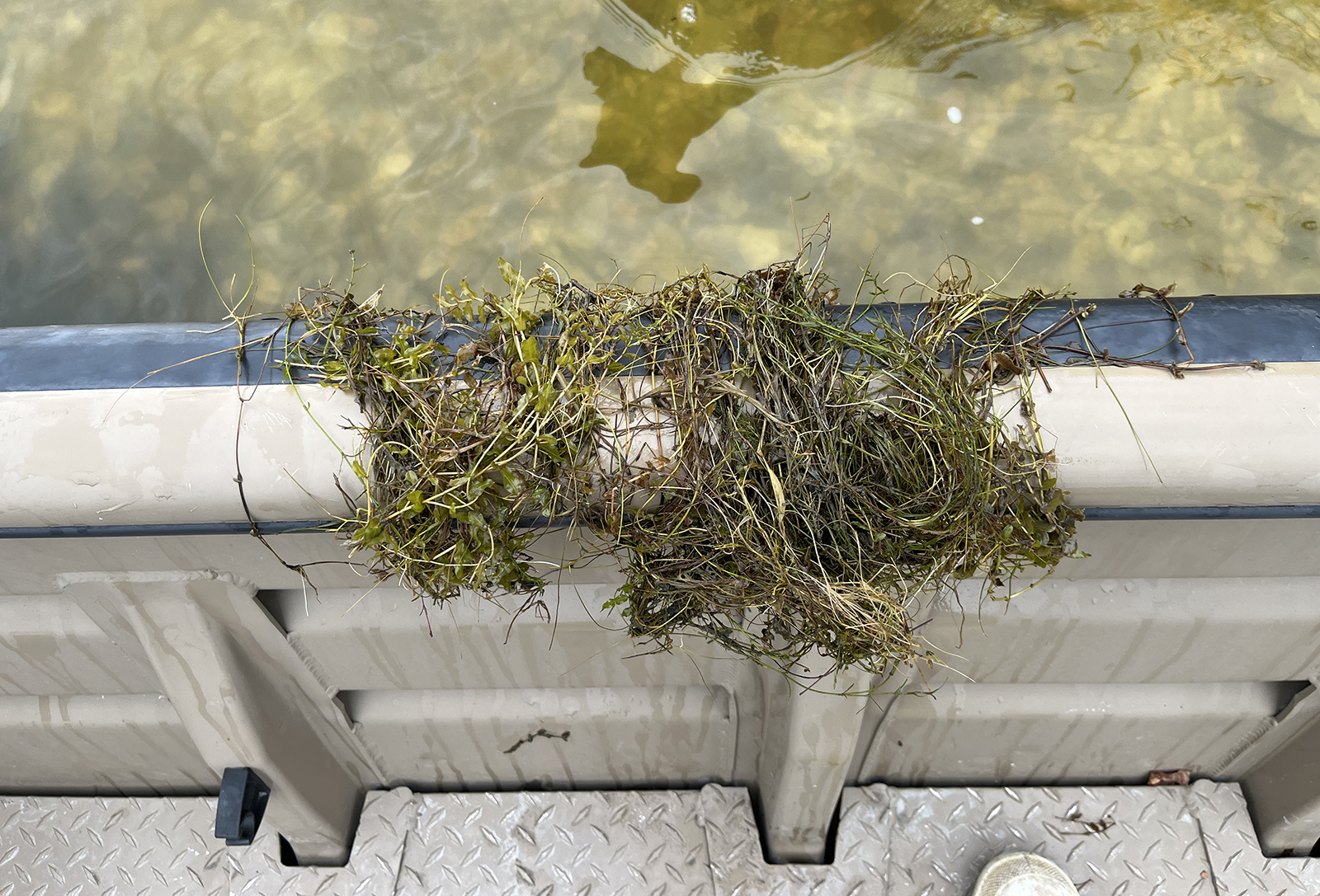 Une photo d'une poignée de tiges de végétation sous-marine drapées sur le bastingage d'un bateau.