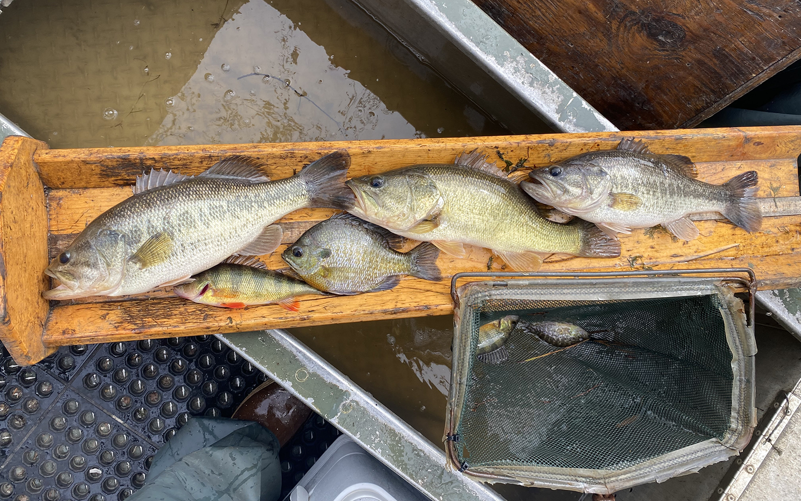 Une photo de cinq poissons différents reposant sur un 