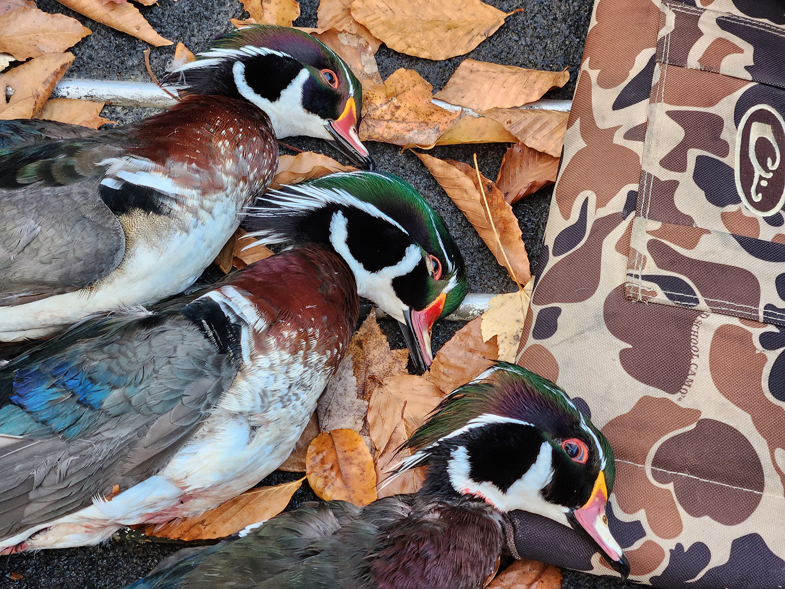 Une photo de trois canards branchus récoltés, posés sur le sol avec des feuilles d'automne.