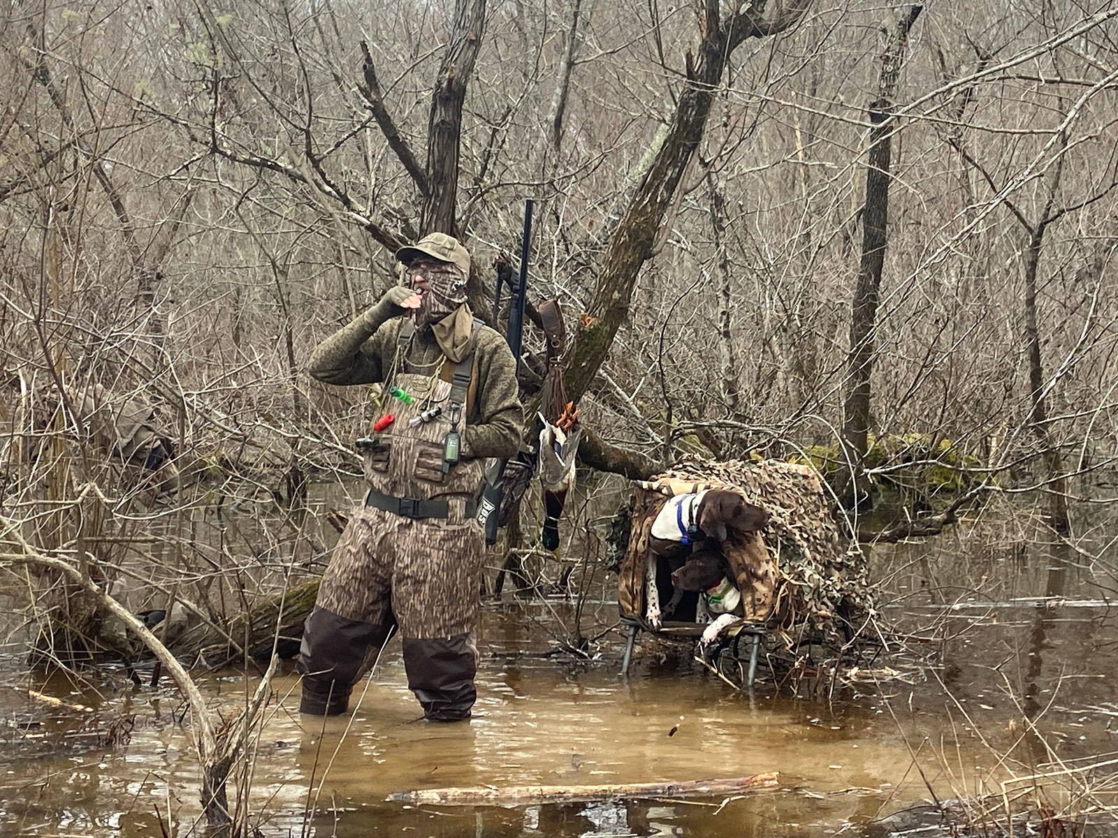Photo d'un chasseur de canards pataugeant dans un marais, vêtu d'une tenue de camouflage de couleur plus foncée. Un chien d'arrêt dans une caisse surélevée par rapport à l'eau se trouve à côté de lui.