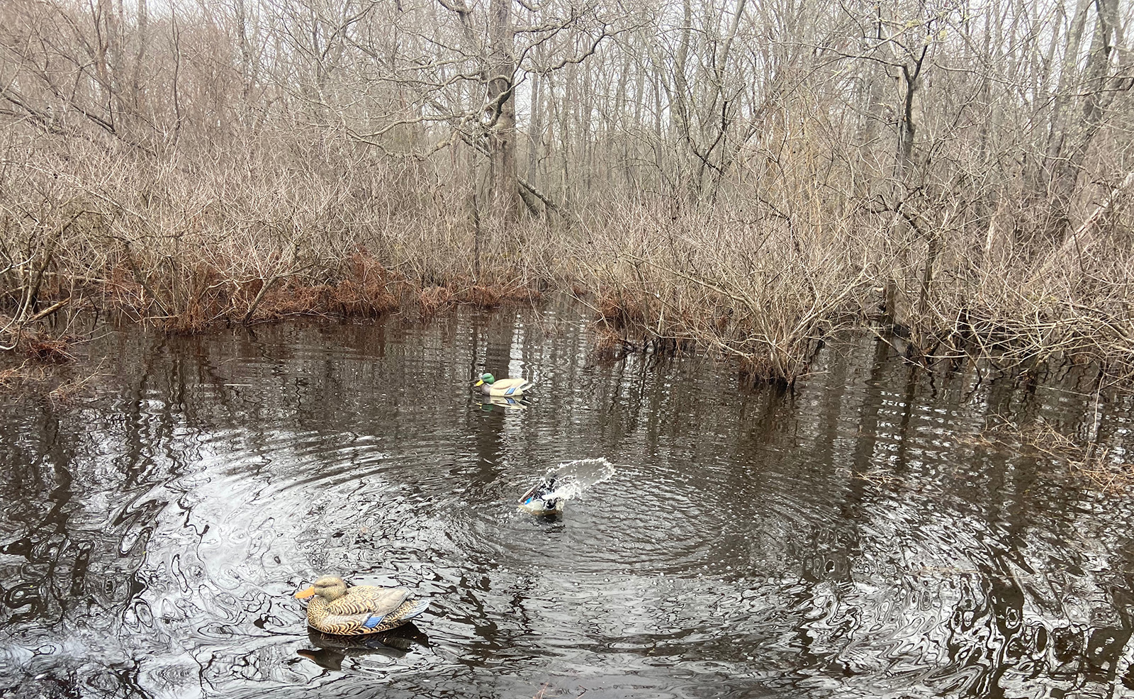 Photo de trois appelants de canards dans un marais, avec des ondulations indiquant que les appelants se déplacent dans l'eau.