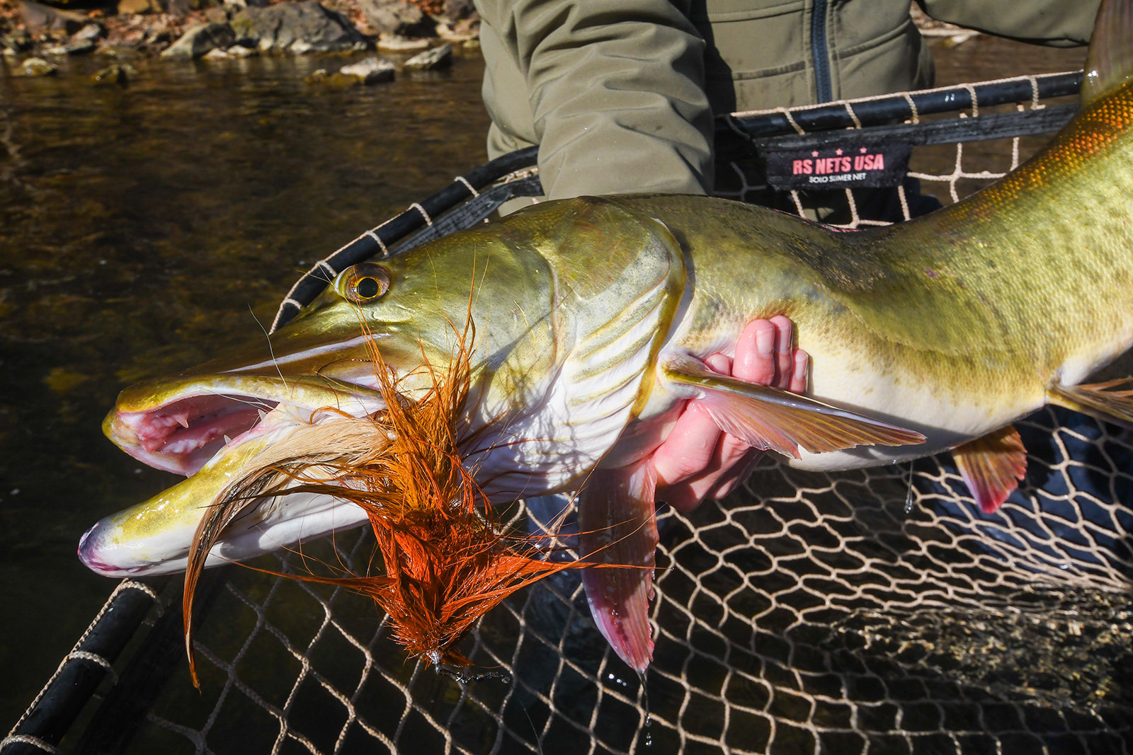 Photo d'un pêcheur tenant un poisson musqué juste au-dessus d'un filet immergé dans l'eau.